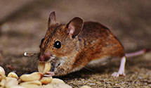 24 Hour & Emergency Exterminators in Long Lake, WI